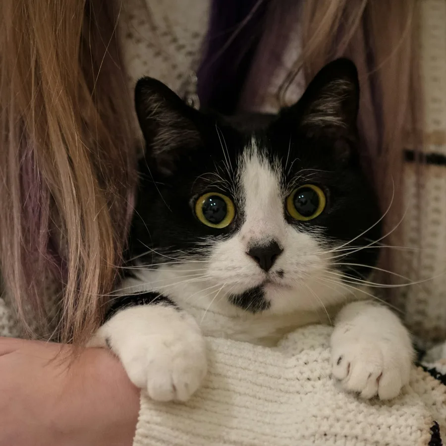 Persona abrazando a su gato blanco y negro, cuidado de mascotas en Benito Vet